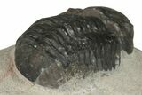 Austerops Trilobite - Jorf, Morocco #204304-2
